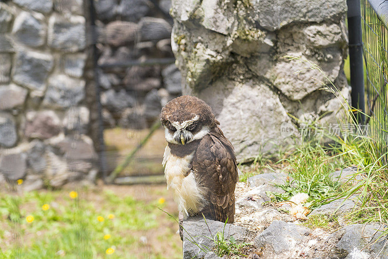 眼镜猫头鹰 (Pulsatrix perspicillata)